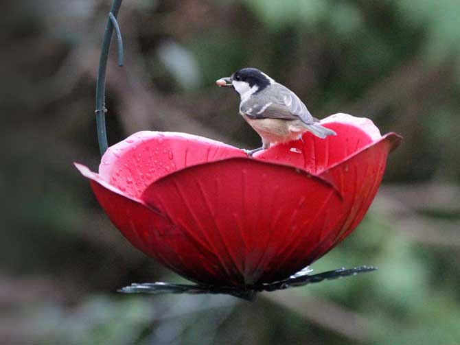 decorative-bird-feeder